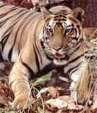le tigre des 2 frere